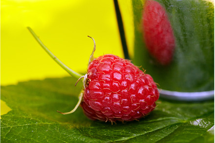 Fresh ripe raspberries in a metal, a Food & Drink Photo by Rohan Photography