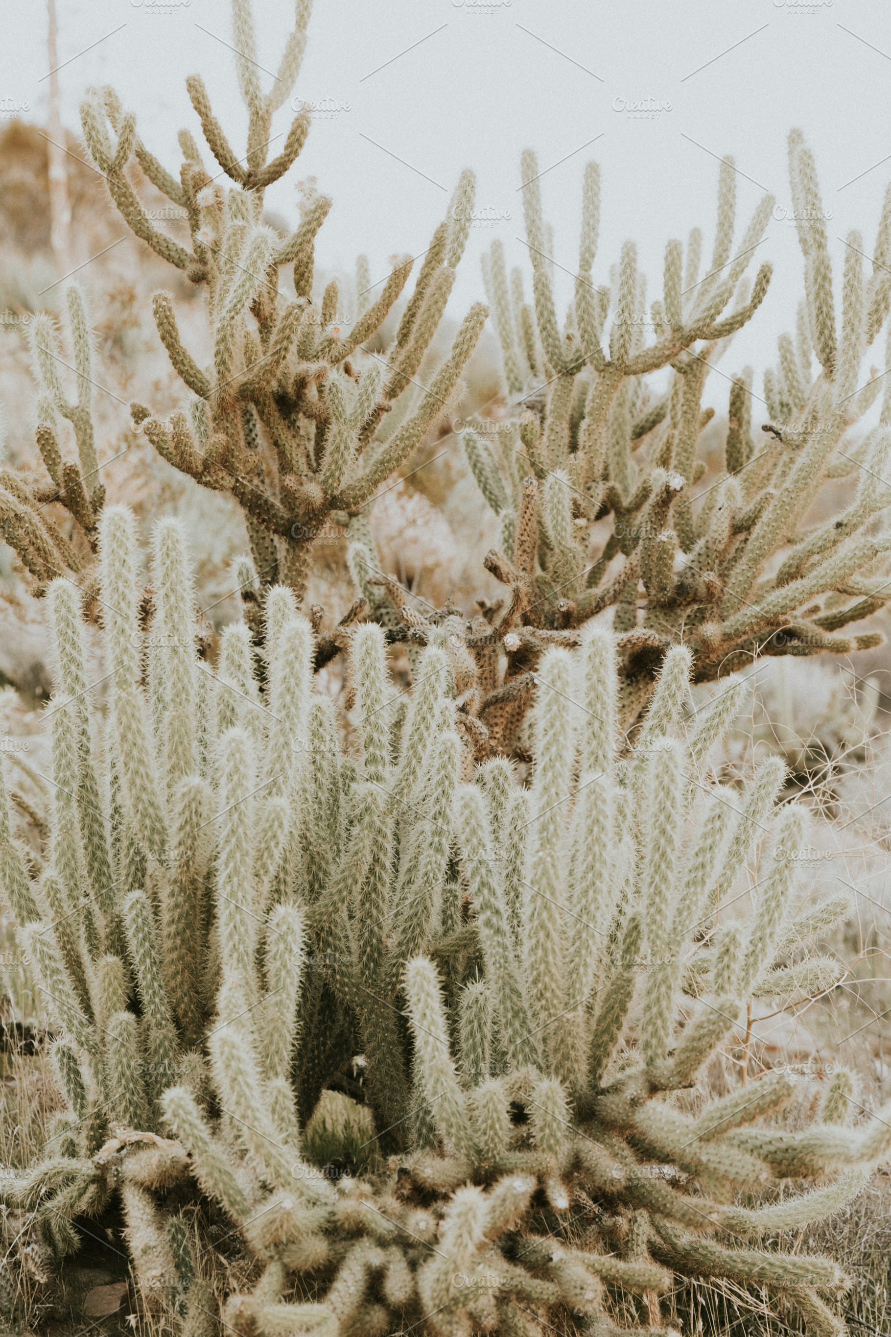 Desert Cactus, a Nature Photo by remi + tori