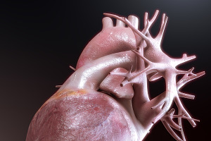 Human Heart High Quality