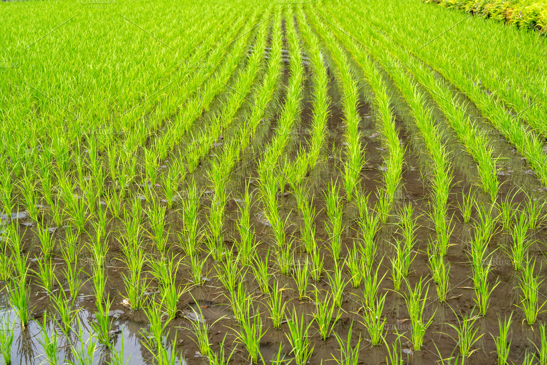 Lush green rice field on Nakasendo trail near Magome and Tsumago, a Nature Photo by GoodGoods