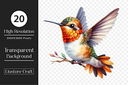 Watercolor Hummingbird Clipart, a Work Illustration by Dream Creation (Thumbnail 5 of 5)