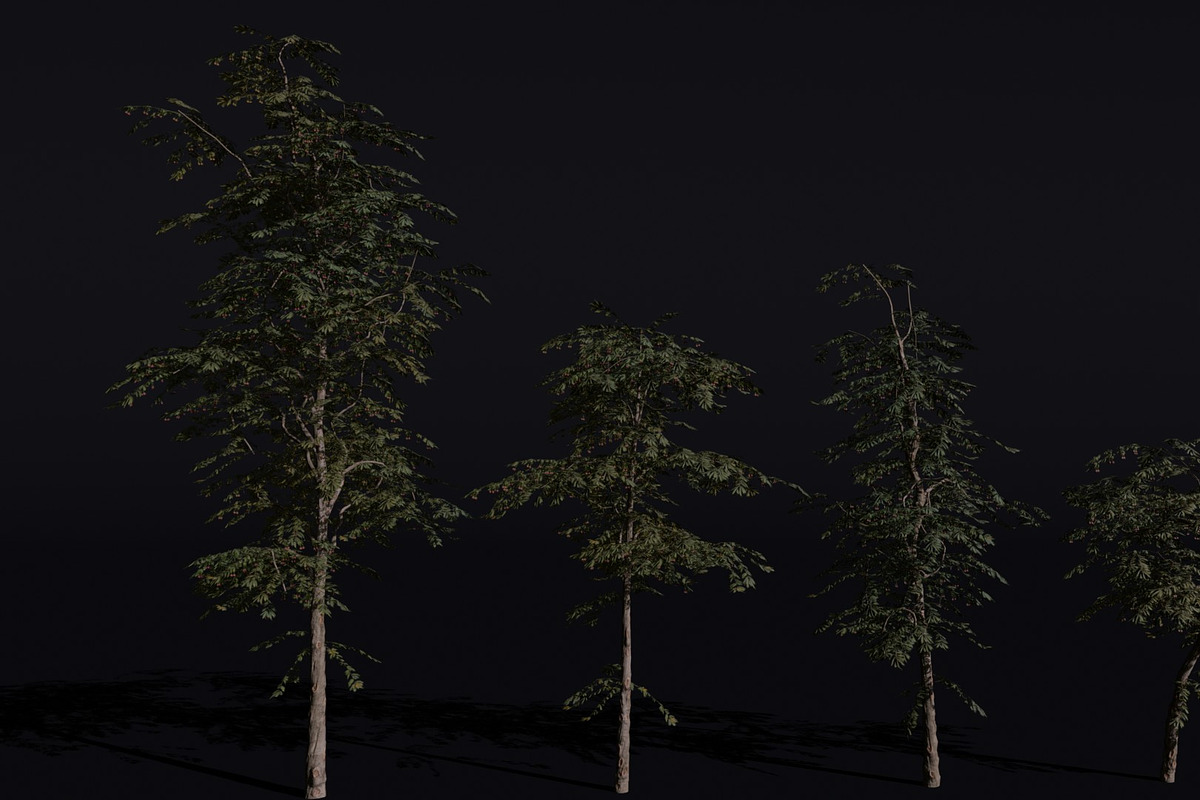 The Red Cherry Tree, a Plants & Tree 3D Model by FuturePastCreatives (Photo 1 of 7)