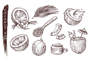 Sketch of coconut fruit