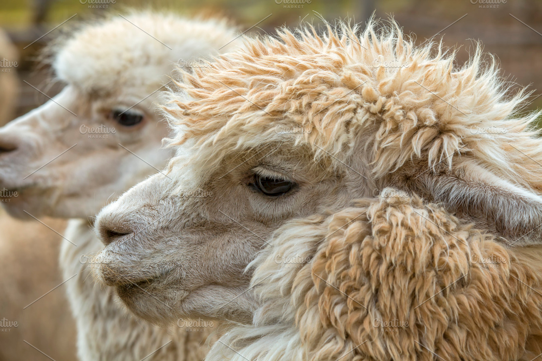 Two llamas featuring llama, alpaca, and brown