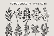 Vegetables & Herbs Vector Sketches., an Object Graphic by Yevheniia (Thumbnail 5 of 11)