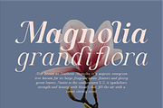 Algra Molta - Elegant Serif Family, a Serif Font by Pandeka Studio (Thumbnail 3 of 11)