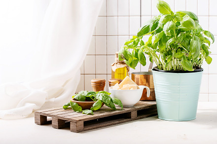 Olive oil with fresh basil stock photo containing cuisine and basil, a Food & Drink Photo by RomanDebree