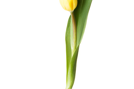One separated tulip flower stock photo containing flower and tulip