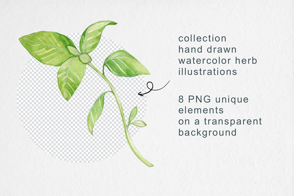 Watercolor Garden Herb Set, a Food Illustration by MilanaDesignShop (Photo 3 of 3)