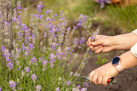 Hands cutting lavender flowers