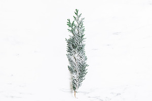 Christmas tree branch containing christmas, fir, and minimal