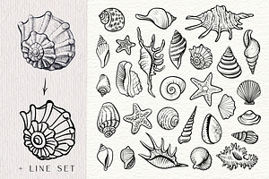 Sea Shells Collection