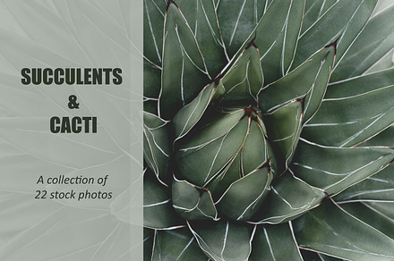 Succulent Cactus Stock Photo Bundle