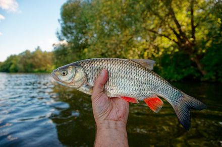 Big chub in fisherman's hand