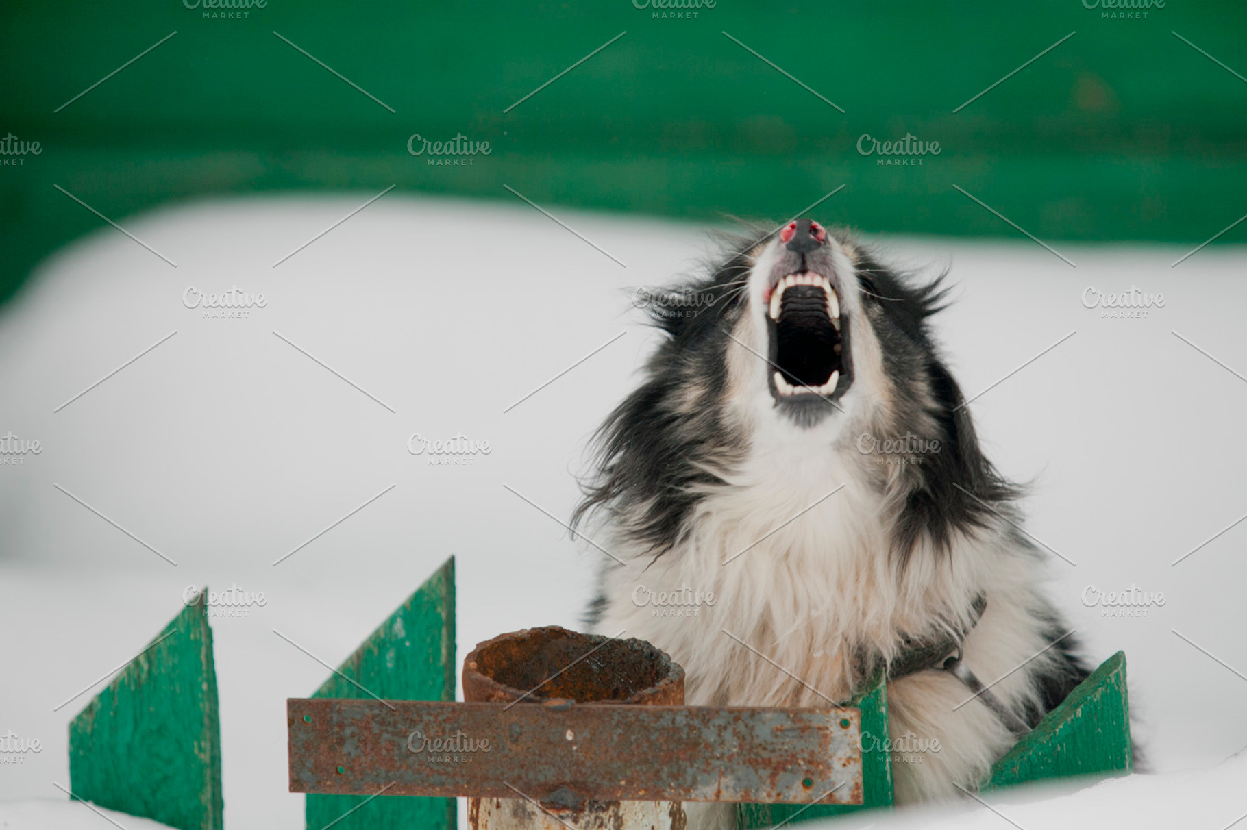 Angry dog featuring dog, animal, and pet
