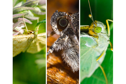 Banner compilation featuring close, an Animal Photo by darksoul72