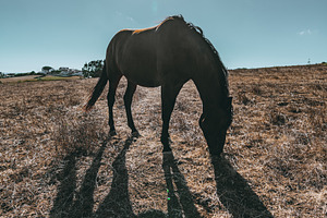 Backlit Horse Grazing in Field, an Animal Photo by SkyNext