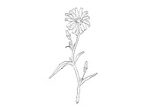 Common Chicory Plant Drawing, a Decorative Illustration by patrimonio (Thumbnail 1 of 3)