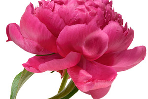 Close-up of one lush bright pink peony flower with green leaves,, a Nature Photo by ndanko