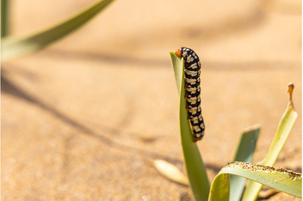 Fantastic view of sand dunes with a, a Nature Photo by Illustrations&photos