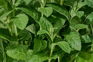 A close-up view of fresh green mint leaves. Lush, vibrant, and h, a Food & Drink Photo by ndanko