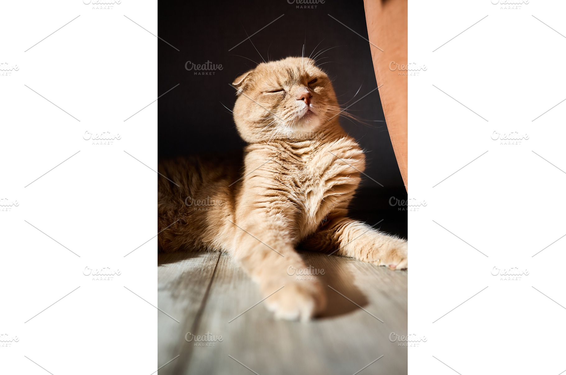 Relaxed ginger cat rests peacefully, an Animal Photo by IlliaBondarPhotography