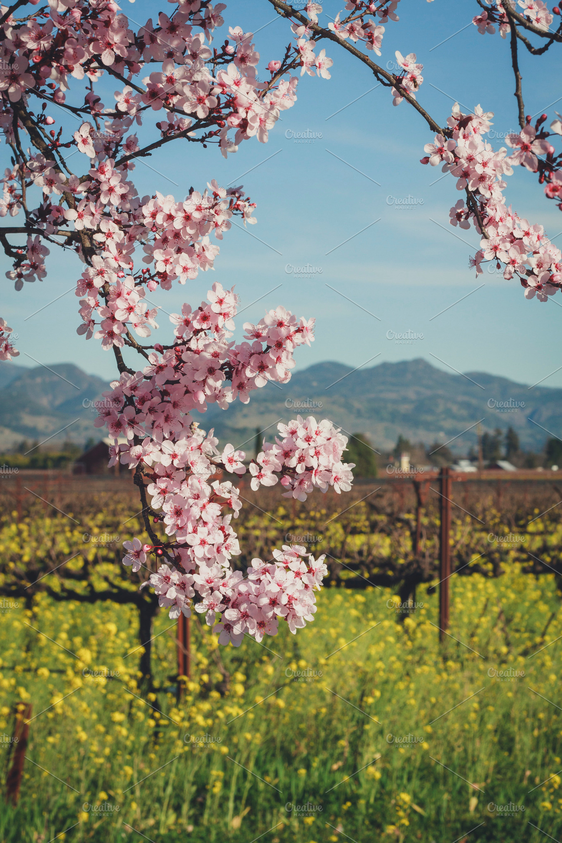Napa Valley In Full Bloom Containing Cherry Tree And Bloom