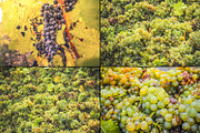 Viticulture /32 pics, a Brushes & More by tydla (Thumbnail 8 of 9)