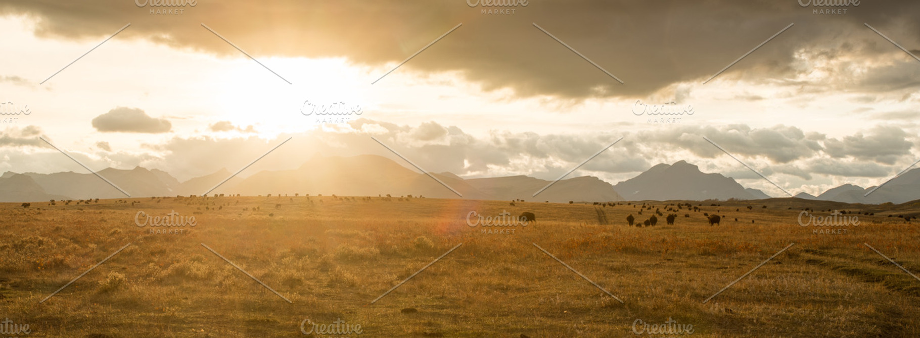 Bison Sunset - Panorama, a Nature Photo by ACF Designs