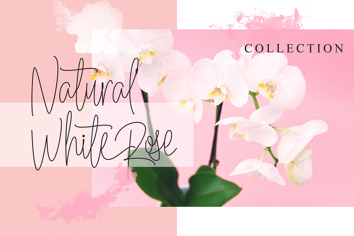 Shelly Signature Font preview 5