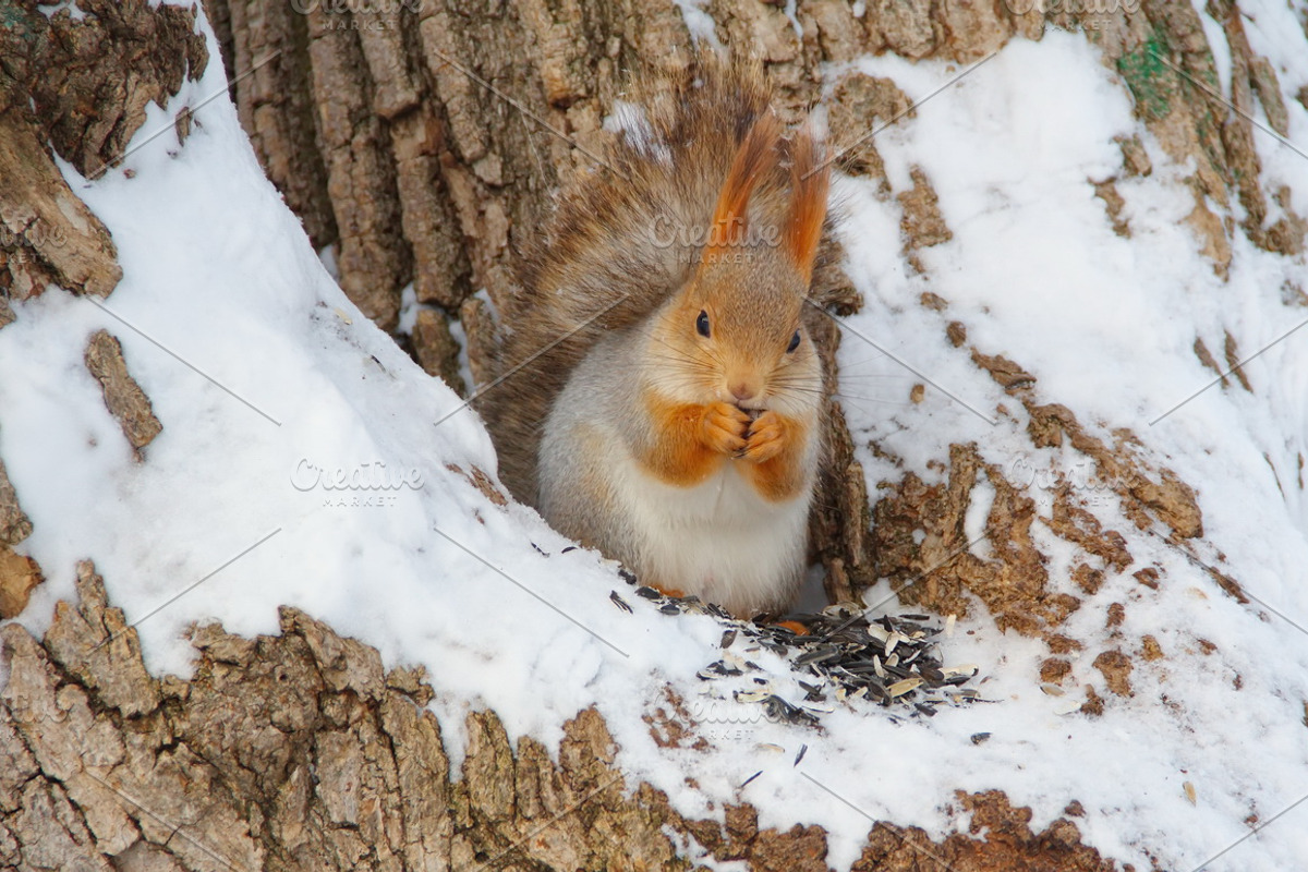 Cosy winter. Bundle of 14 images., a Background Photo by lisa870 (Photo 2 of 17)
