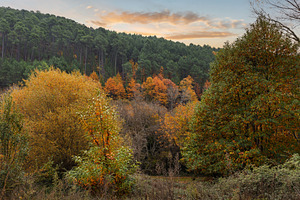 Autumn Forest with Colorful Trees at, a Nature Photo by Perpis