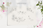 Wild Rose Pencil Sketches, an Illustration by Greta Ivy (Thumbnail 3 of 5)