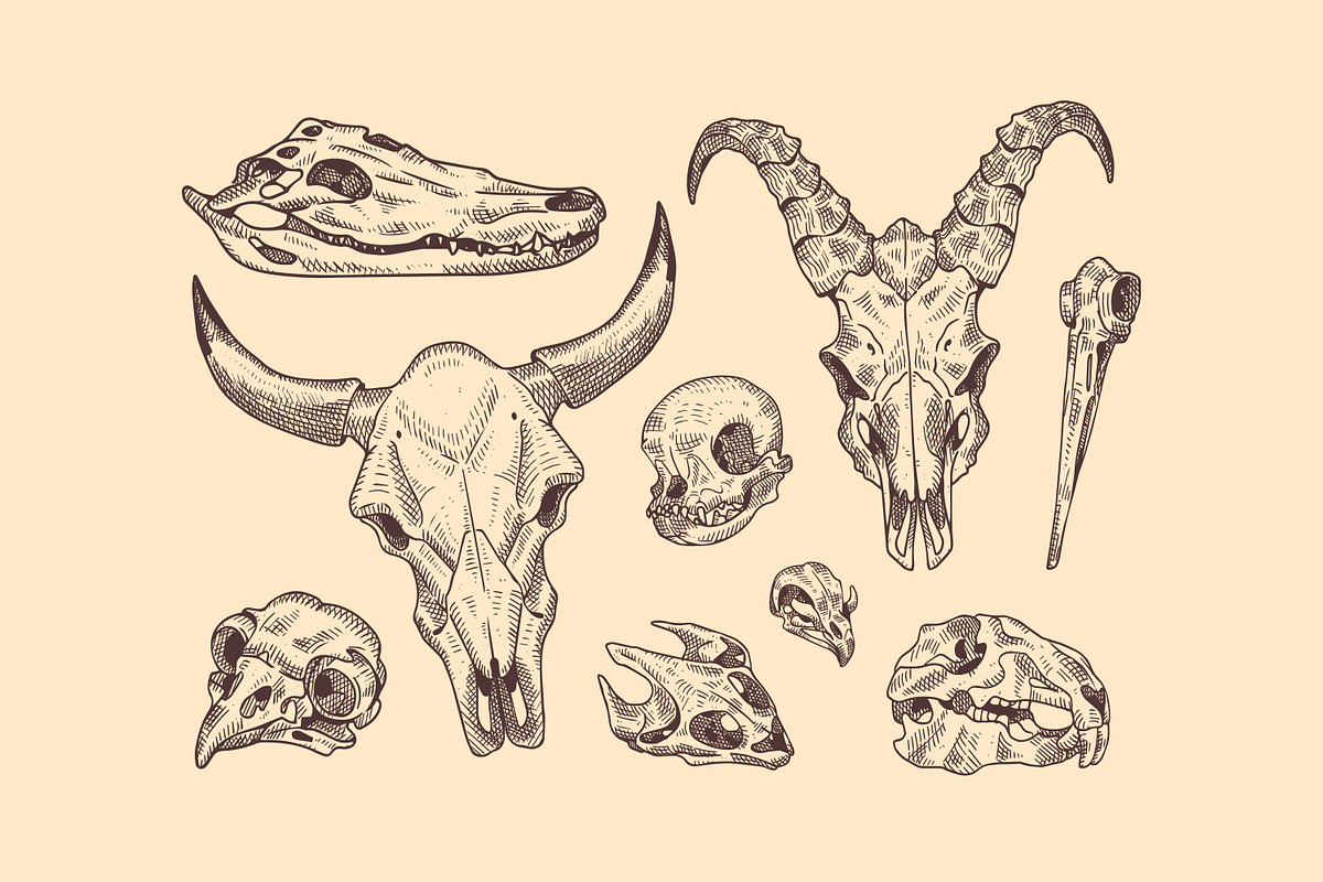 Hand-drawn animal skulls, bones set, an Animal Illustration by PaperTrident (Photo 3 of 3)
