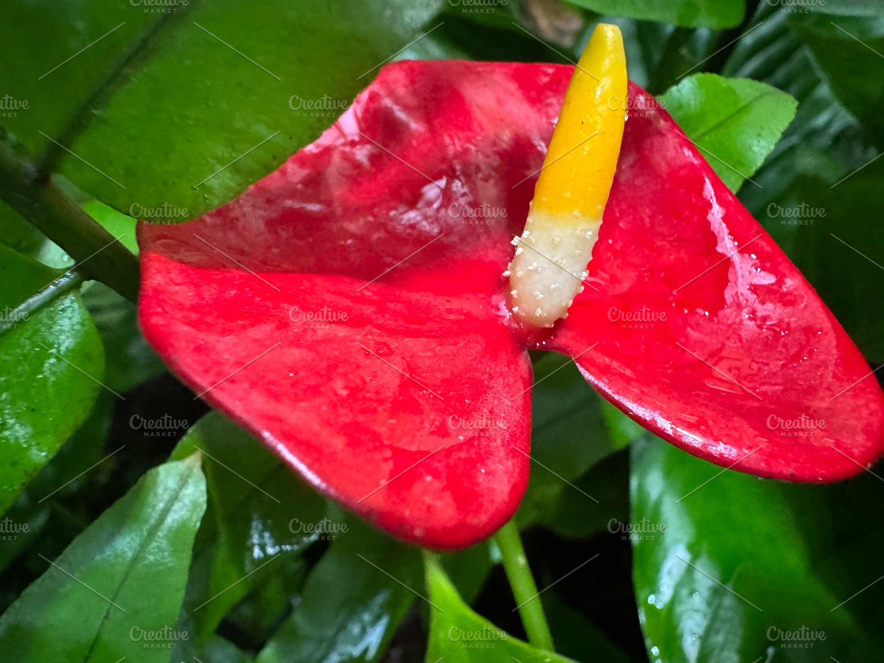 A striking red anthurium flower, a Nature Photo by Imaginarium