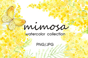 Mimosa. Watercolor Collection.