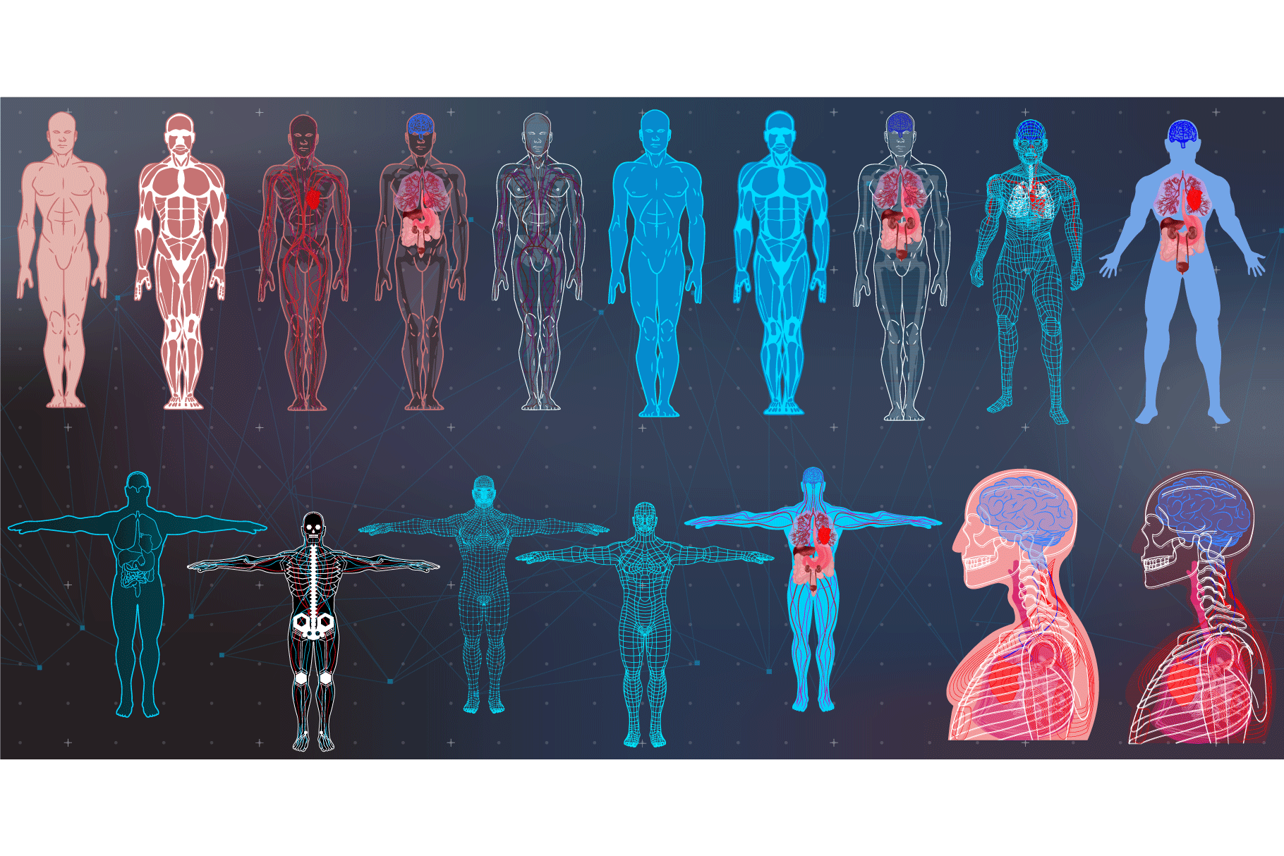 X-Ray Body Collections in HUD Style, an Education Illustration by ...