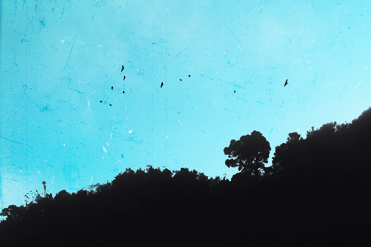 Bird Brushes and Overlays Vol II preview 3