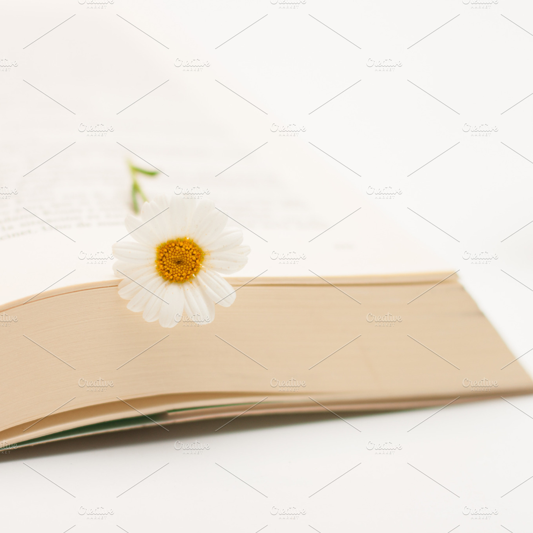 Flower And Book 7 Stock Photograph