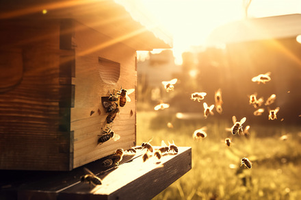 A swarm of bees flying around, an Animal Photo by Onedaystory
