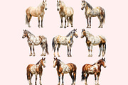 Horse Clipart PNG Bundle, a Graphic by M9 Design (Thumbnail 8 of 11)