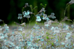 Wildflower Breeze