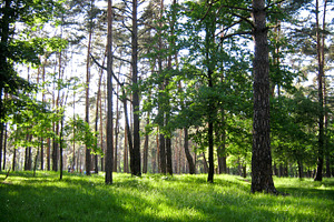 Green picnic
