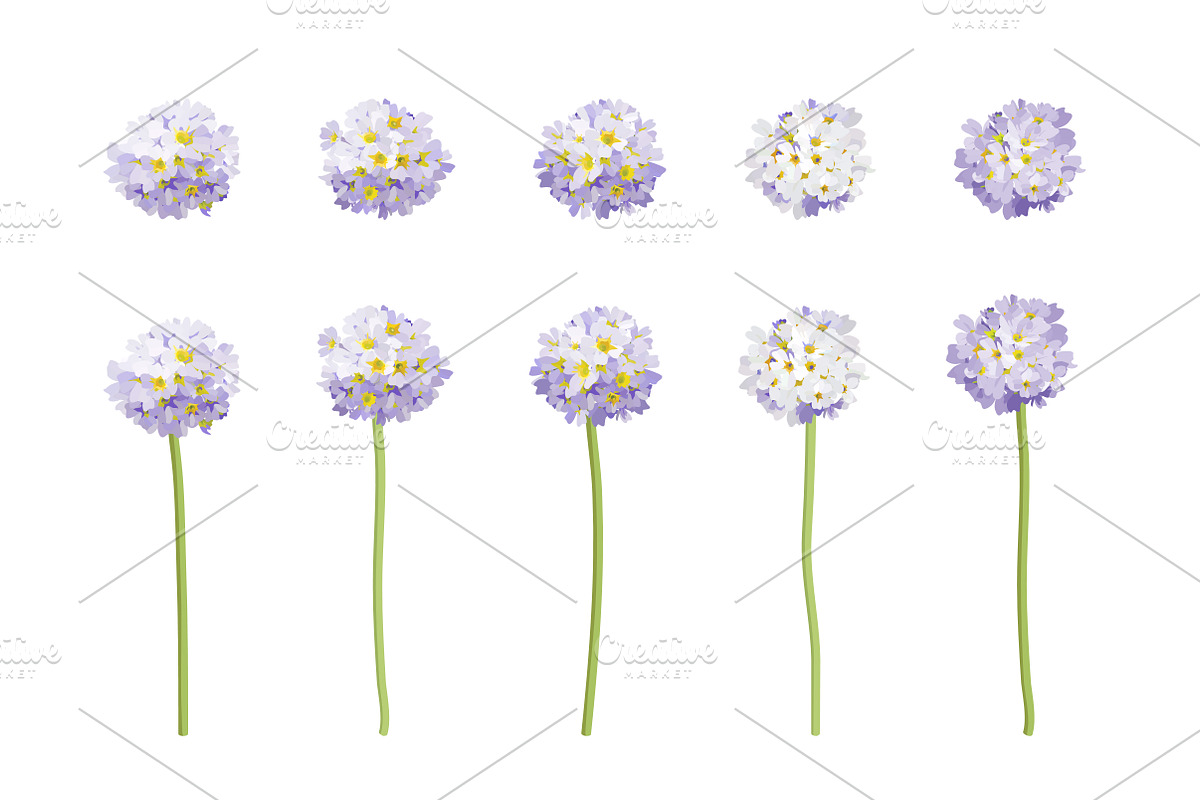 Vector object brushes. Primula., a Brush Add-On by Peolla (Photo 8 of 17)