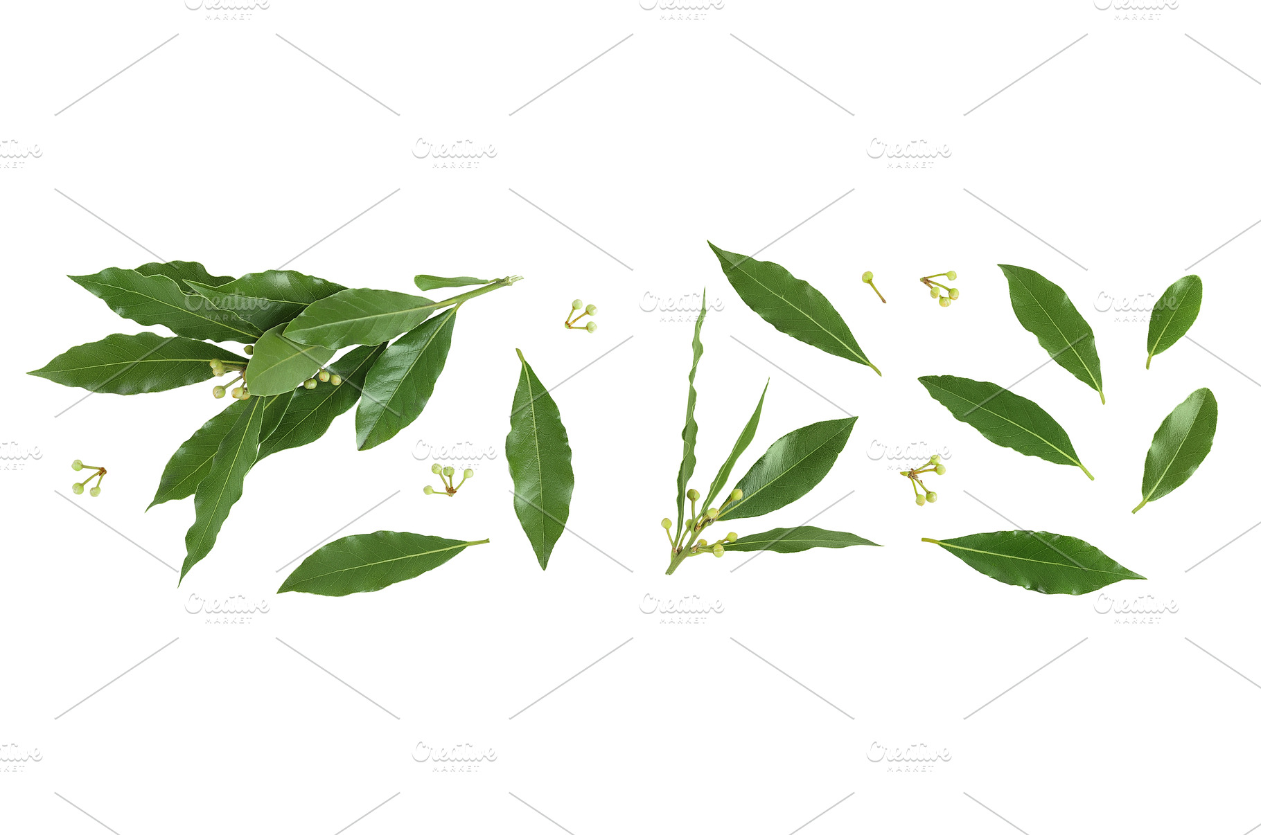 Fresh Laurel leaves isolated on, a Food & Drink Photo by NataPhoto