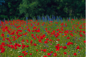 Red poppies meadow in Lithuania, a Nature Photo by Lukas Jonaitis SHOP