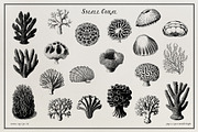 Aquatic Natural History Collection, an Object Graphic by Blixa 6 Studios (Thumbnail 15 of 24)