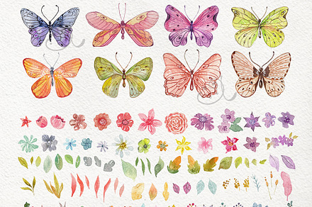 Butterflies and plants, collection