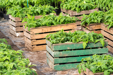 Seedlings of tomatoes featuring box, garden, and green