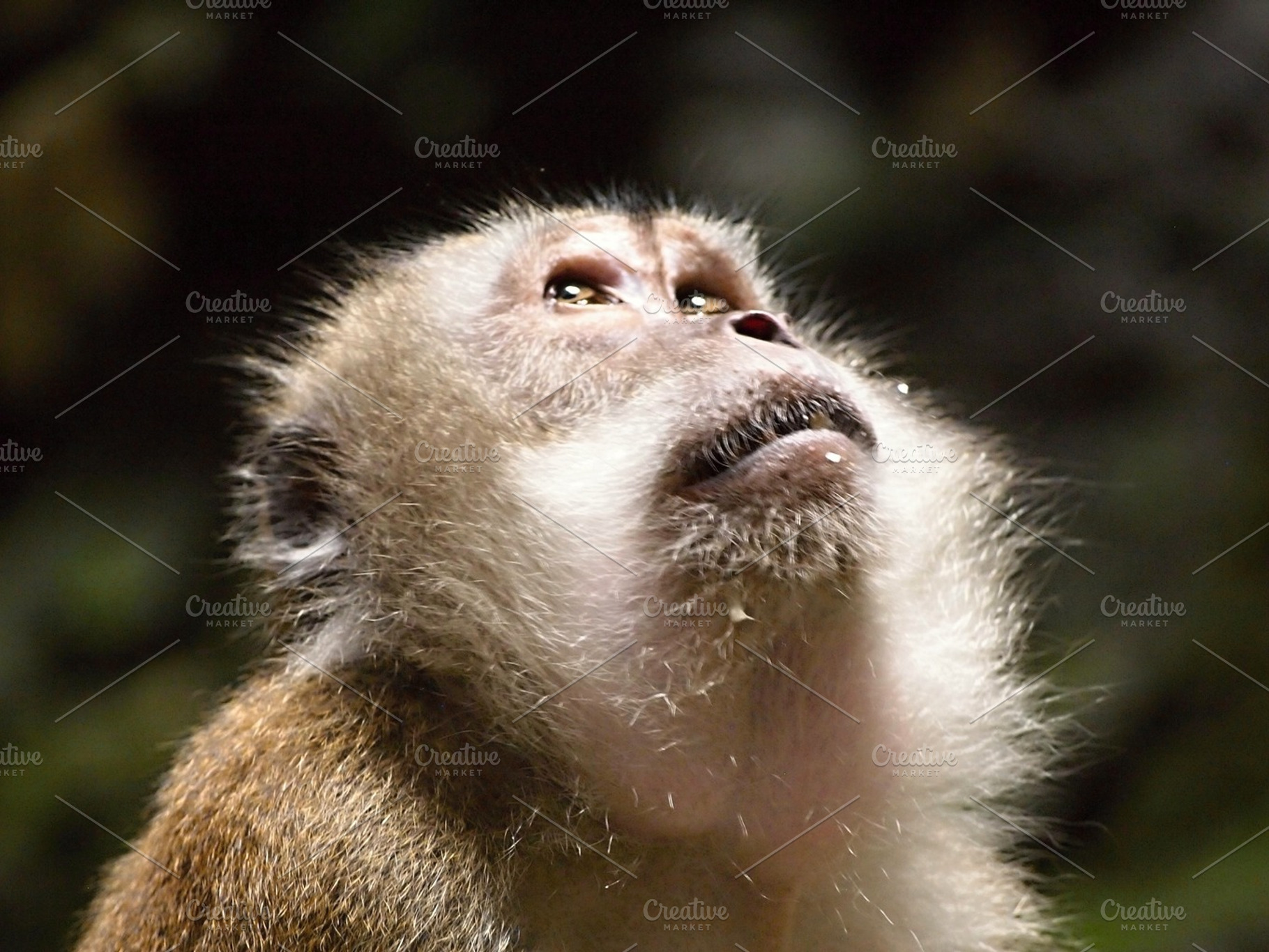 Monkey Face 2